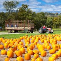 Hayride